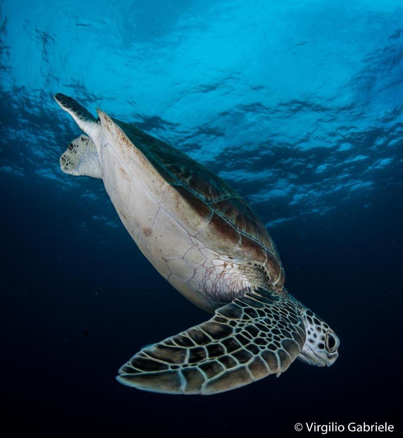 Faima Fishing Lodge At Daravandhoo ダラバンドゥ エクステリア 写真