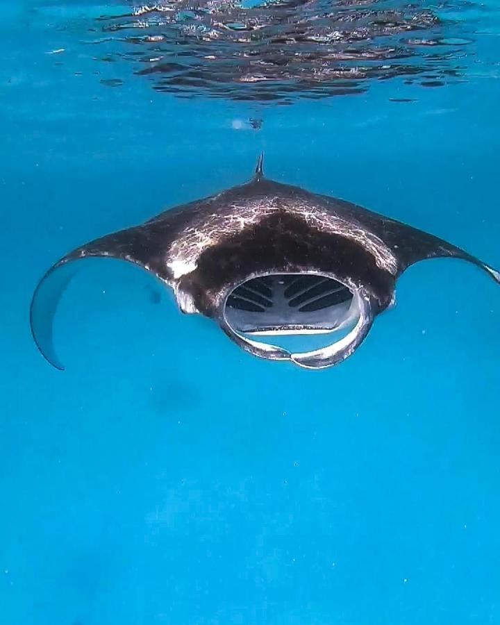 Faima Fishing Lodge At Daravandhoo ダラバンドゥ エクステリア 写真